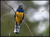 gartered_trogon_113023