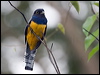gartered_trogon_113026