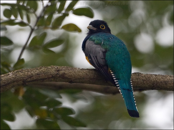 Gartered Trogon gartered_trogon_112981.psd