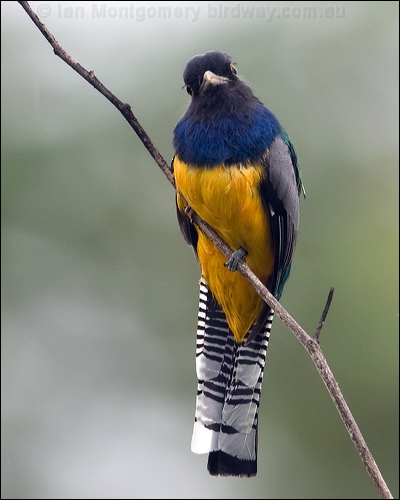 Gartered Trogon gartered_trogon_113012.psd