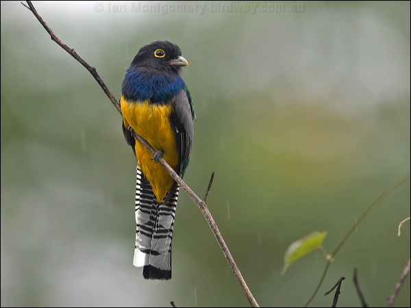 Gartered Trogon gartered_trogon_113021.psd