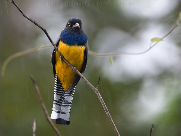 Gartered Trogon gartered_trogon_113023.psd