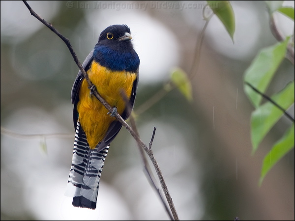 Gartered Trogon gartered_trogon_113026.psd