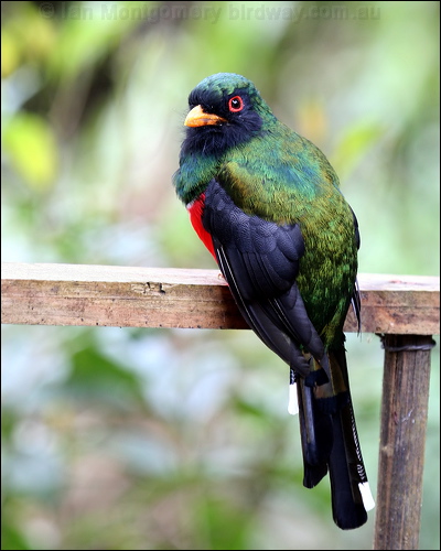 Masked Trogon masked_trogon_24484.psd