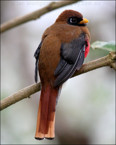 Masked Trogon masked_trogon_24715.psd