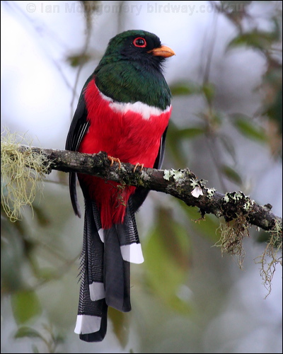 Masked Trogon masked_trogon_24980.psd