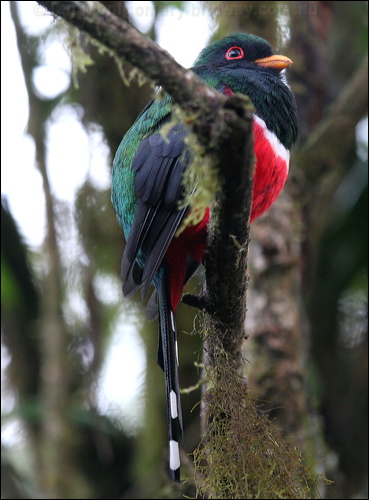 Masked Trogon masked_trogon_25026.psd