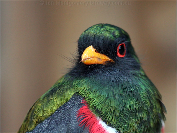 Masked Trogon masked_trogon_25030.psd