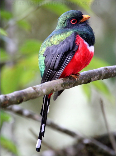 Masked Trogon masked_trogon_25094.psd