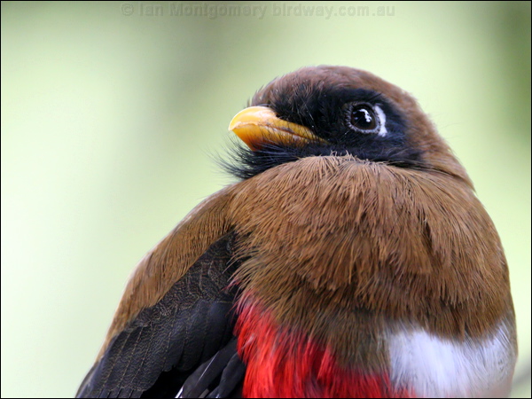 Masked Trogon masked_trogon_25125.psd