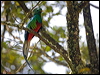 resplendent_quetzal_111486