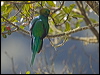 resplendent_quetzal_111523