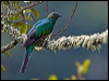 resplendent_quetzal_111530