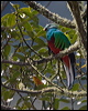 resplendent_quetzal_111555