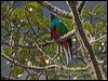 resplendent_quetzal_111559