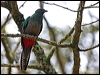 resplendent_quetzal_111584