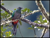 resplendent_quetzal_111592