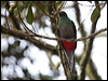 resplendent_quetzal_111594