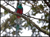 resplendent_quetzal_111595
