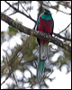 resplendent_quetzal_111599