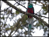 resplendent_quetzal_111601