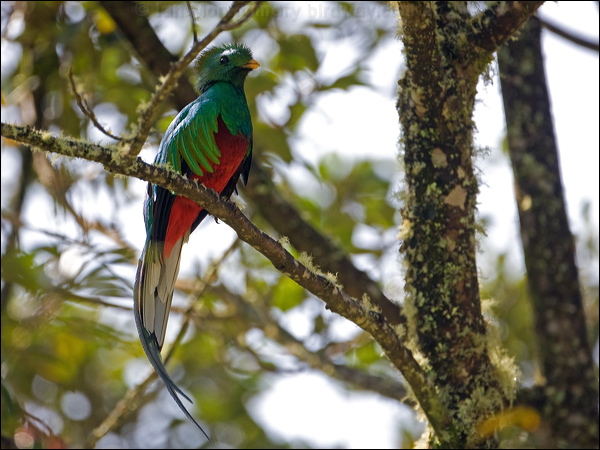 Resplendent Quezal resplendent_quetzal_111486.psd