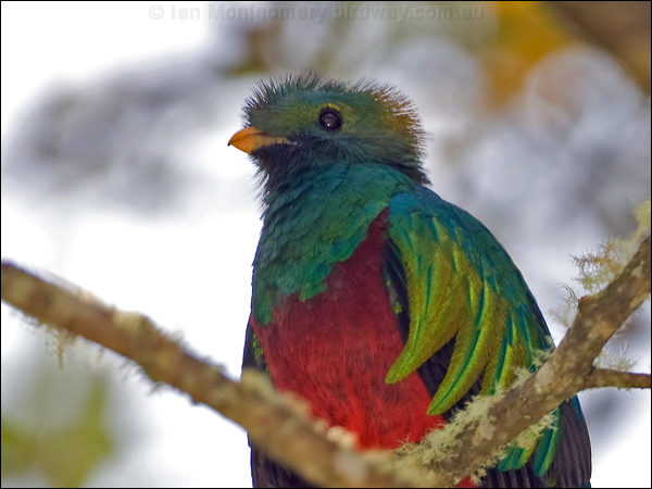 Resplendent Quezal resplendent_quetzal_111512.psd