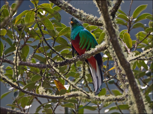 Resplendent Quezal resplendent_quetzal_111559.psd