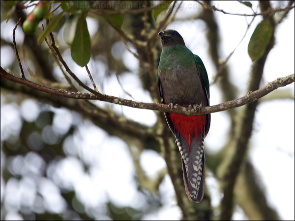 Resplendent Quezal resplendent_quetzal_111594.psd