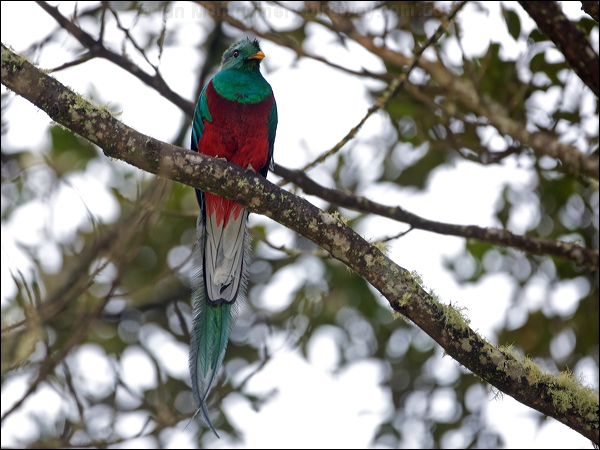 Resplendent Quezal resplendent_quetzal_111595.psd