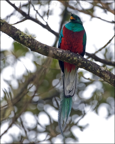 Resplendent Quezal resplendent_quetzal_111599.psd