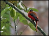 scarlet_rump_trogon_57048