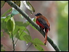scarlet_rump_trogon_57052