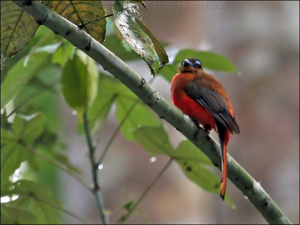 Scarlet-rumped Trogon scarlet_rump_trogon_57048.jpg