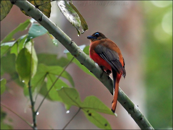 Scarlet-rumped Trogon scarlet_rump_trogon_57052.jpg