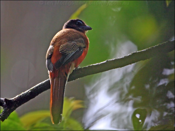 Scarlet-rumped Trogon scarlet_rump_trogon_57066.psd