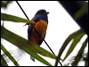 guianan_trogon_22744