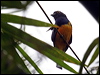 guianan_trogon_22749