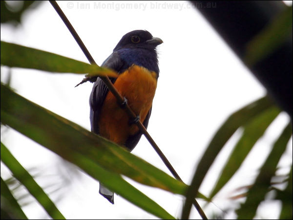 Guianan Trogon guianan_trogon_22744.psd