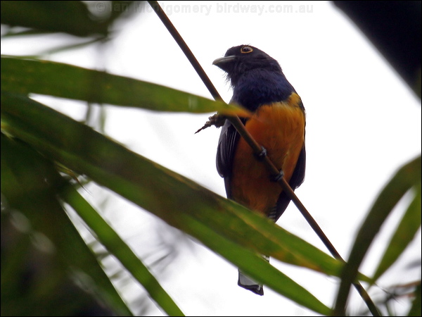 Guianan Trogon guianan_trogon_22749.psd
