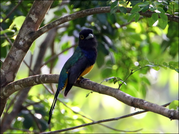 Guianan Trogon guianan_trogon_23515.psd