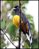 white_tailed_trogon_23091