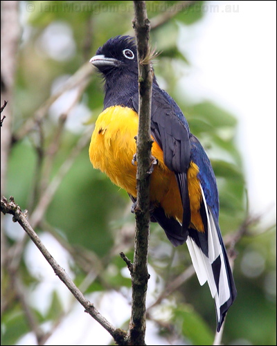 Green-backed Trogon white_tailed_trogon_23091.psd