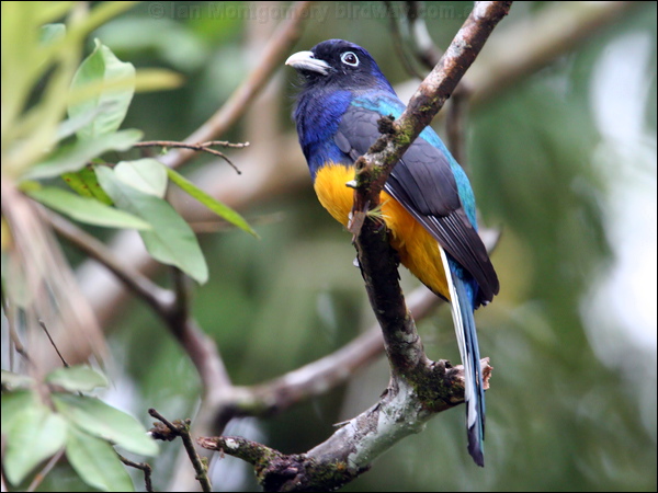 Green-backed Trogon white_tailed_trogon_23194.psd