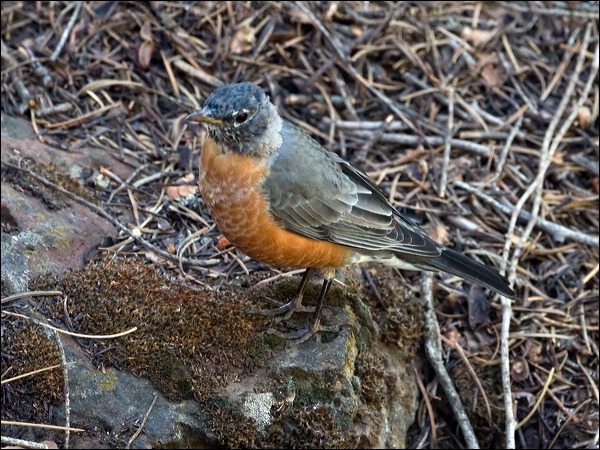 American Robin american_robin_109336.psd