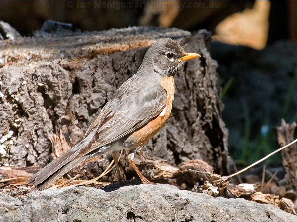 American Robin american_robin_68593.psd