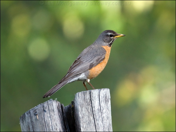 American Robin american_robin_68691.psd