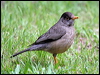 Click here to enter gallery and see photos/pictures/images of Austral Thrush