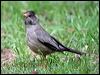 austral_thrush_27884