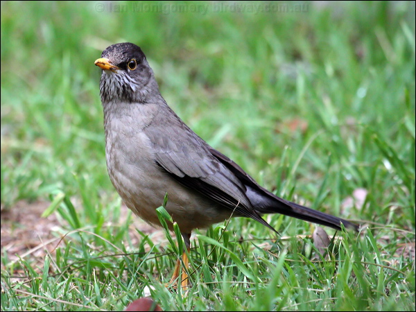 Austral Thrush austral_thrush_27884.psd